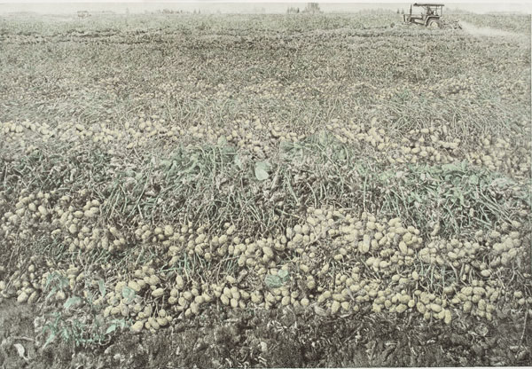 胡振江《家乡的田野上》46x64cm-石版.jpg 胡振江《家乡的田野上》46x64cm-石版.jpg